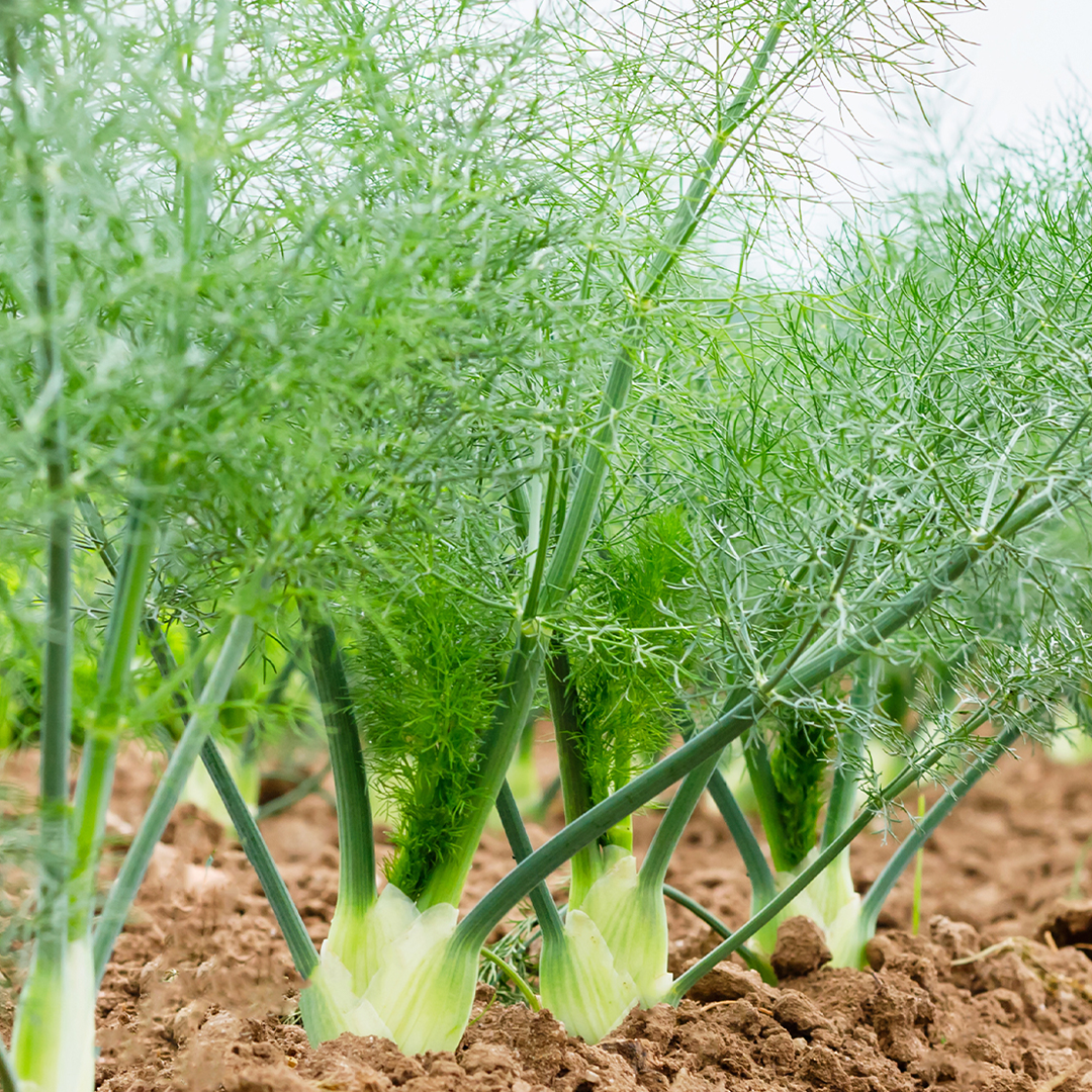 Koper włoski jak wygląda